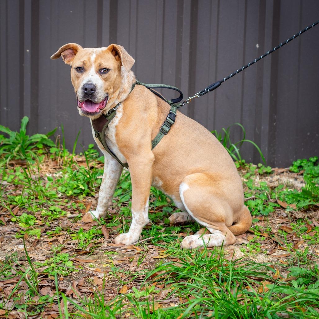 Abba, a Adoptable mixed breed in Hattiesburg, MS image 2/3