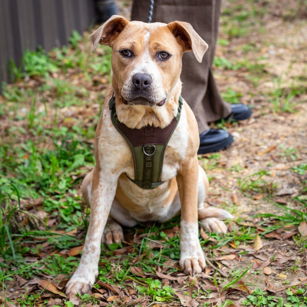 Abba, a Adoptable mixed breed in Hattiesburg, MS image 3/3