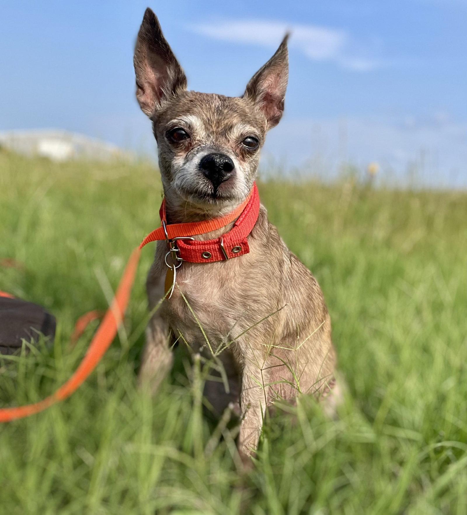 Enid TX, Adoptable, Senior Female Chihuahua.