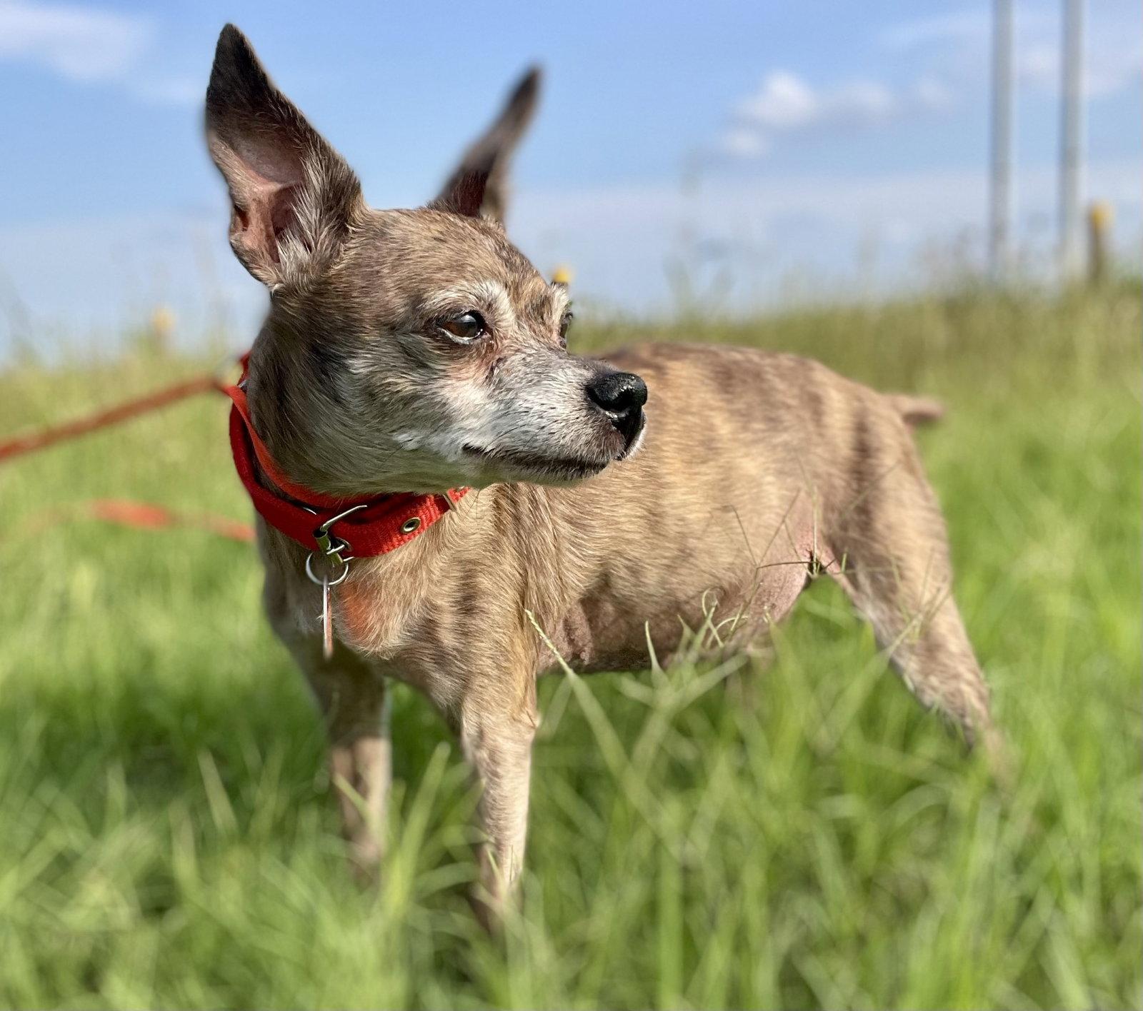 Enid TX, a Adoptable Chihuahua in Boonton, NJ image 2/3
