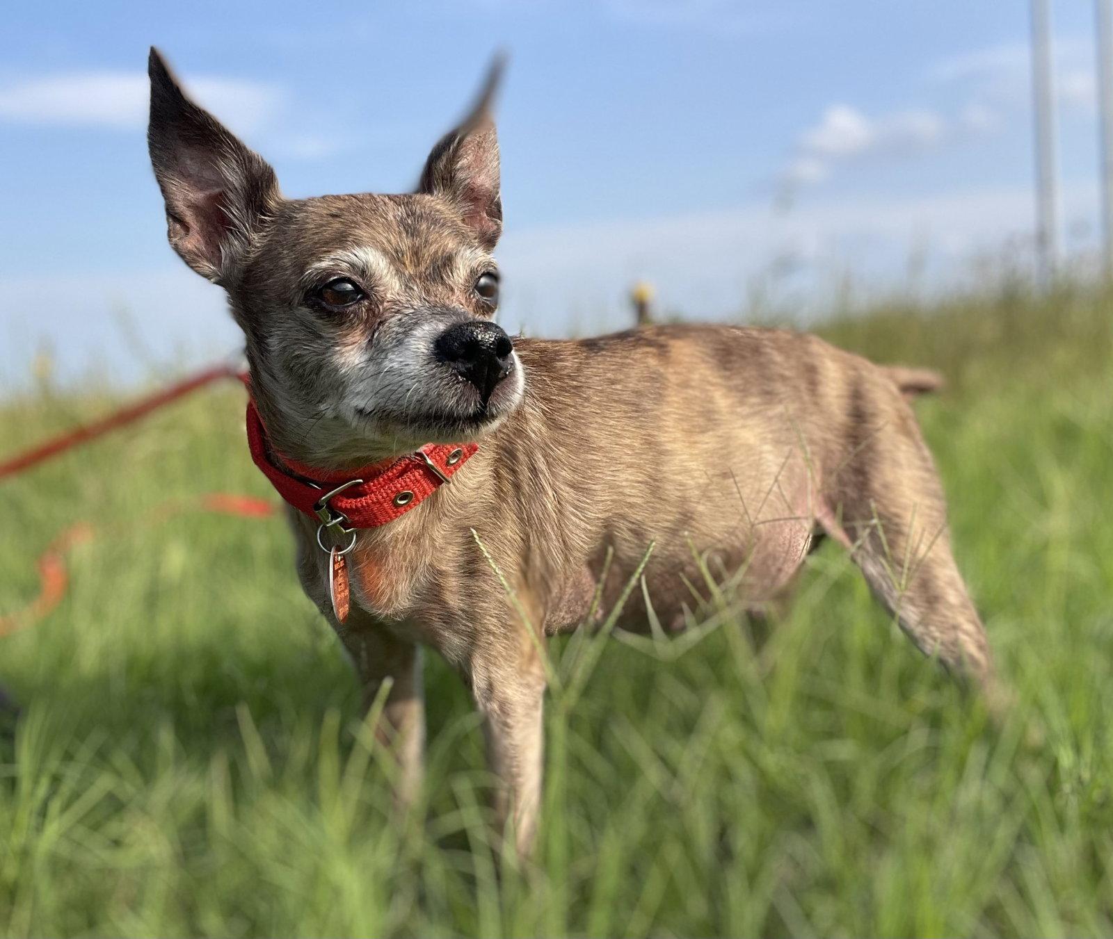 Enid TX, a Adoptable Chihuahua in Boonton, NJ image 3/3