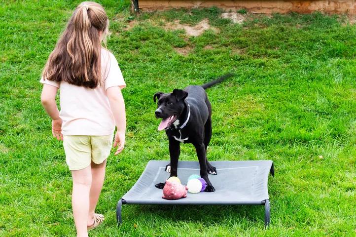 Enlarge APHRODITE aka Augie, a Adoptable mixed breed in Kennebunk , ME image 4/6