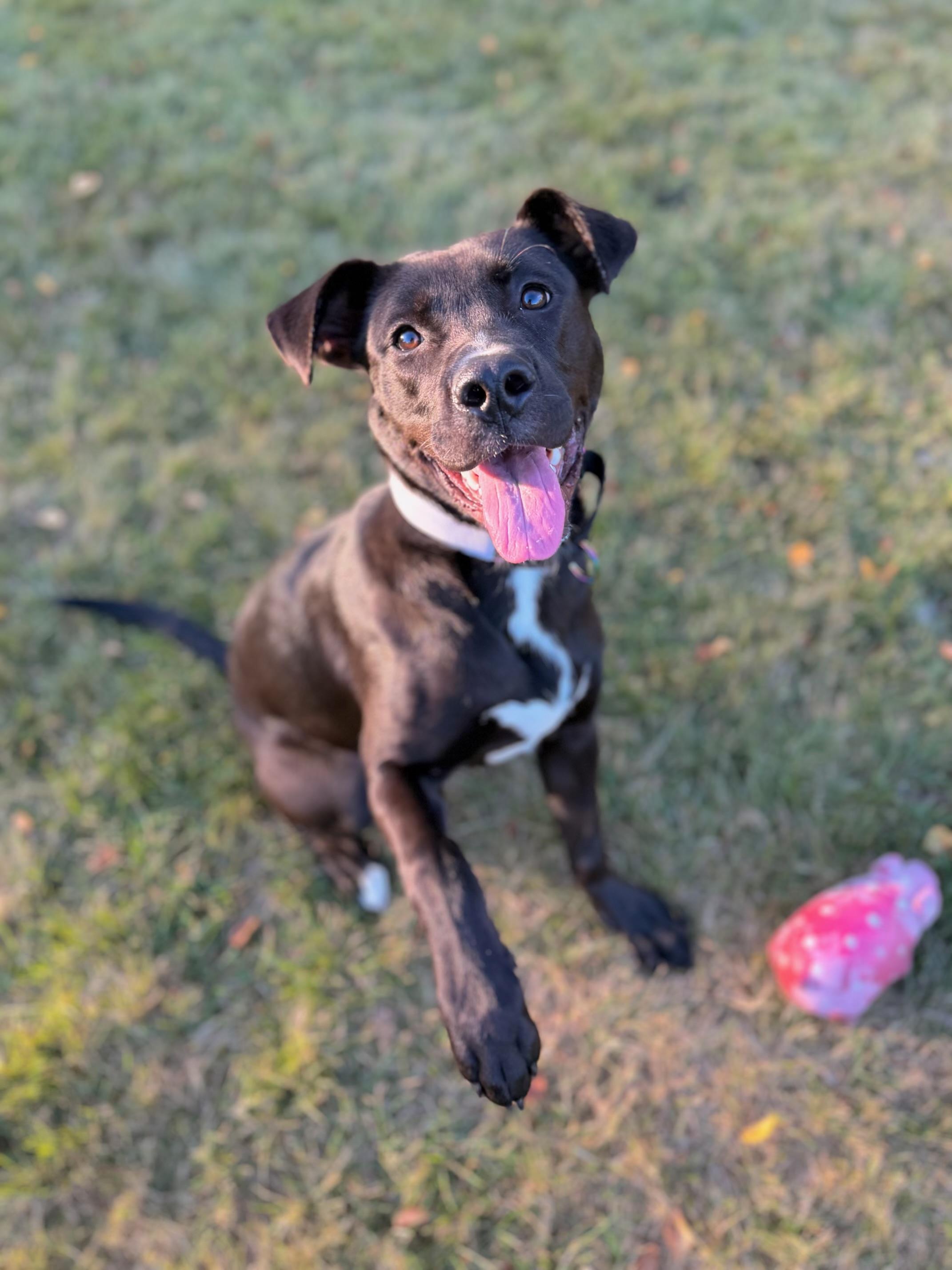 Enlarge APHRODITE aka Augie, a Adoptable mixed breed in Kennebunk , ME image 3/6