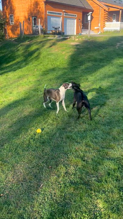 Enlarge APHRODITE aka Augie, a Adoptable mixed breed in Kennebunk , ME video 5/6