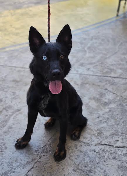Tip, an adopted mixed breed in Hopkinsville, KY image 1/3