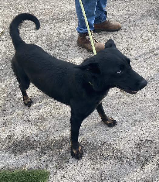 Tip, an adopted mixed breed in Hopkinsville, KY image 3/3
