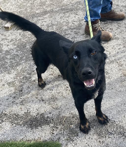 Tip, an adopted mixed breed in Hopkinsville, KY image 2/3