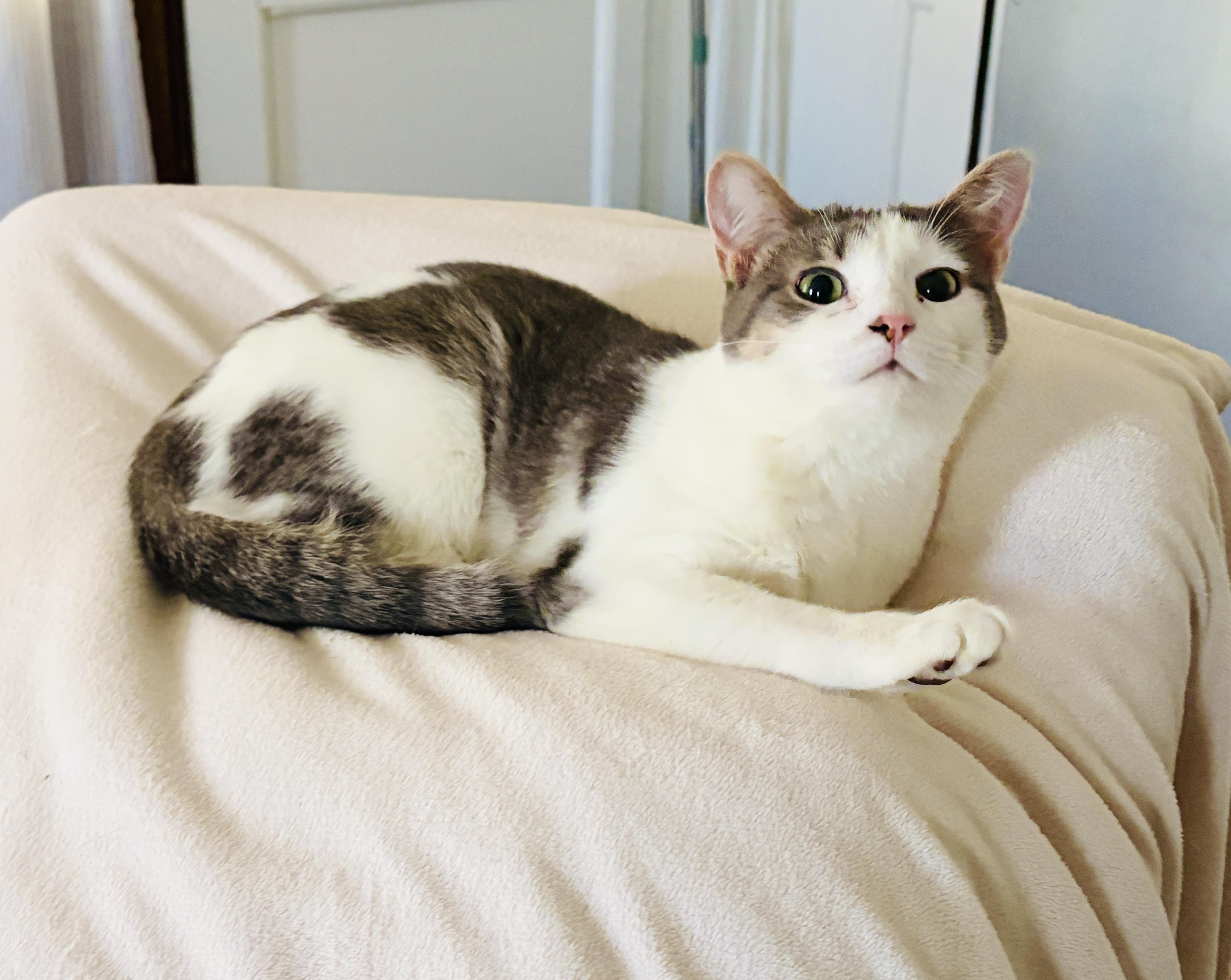 Enlarge Tipsy & Dizzy (moderate CH), an adopted Domestic Short Hair in Hagerstown , MD image 3/6