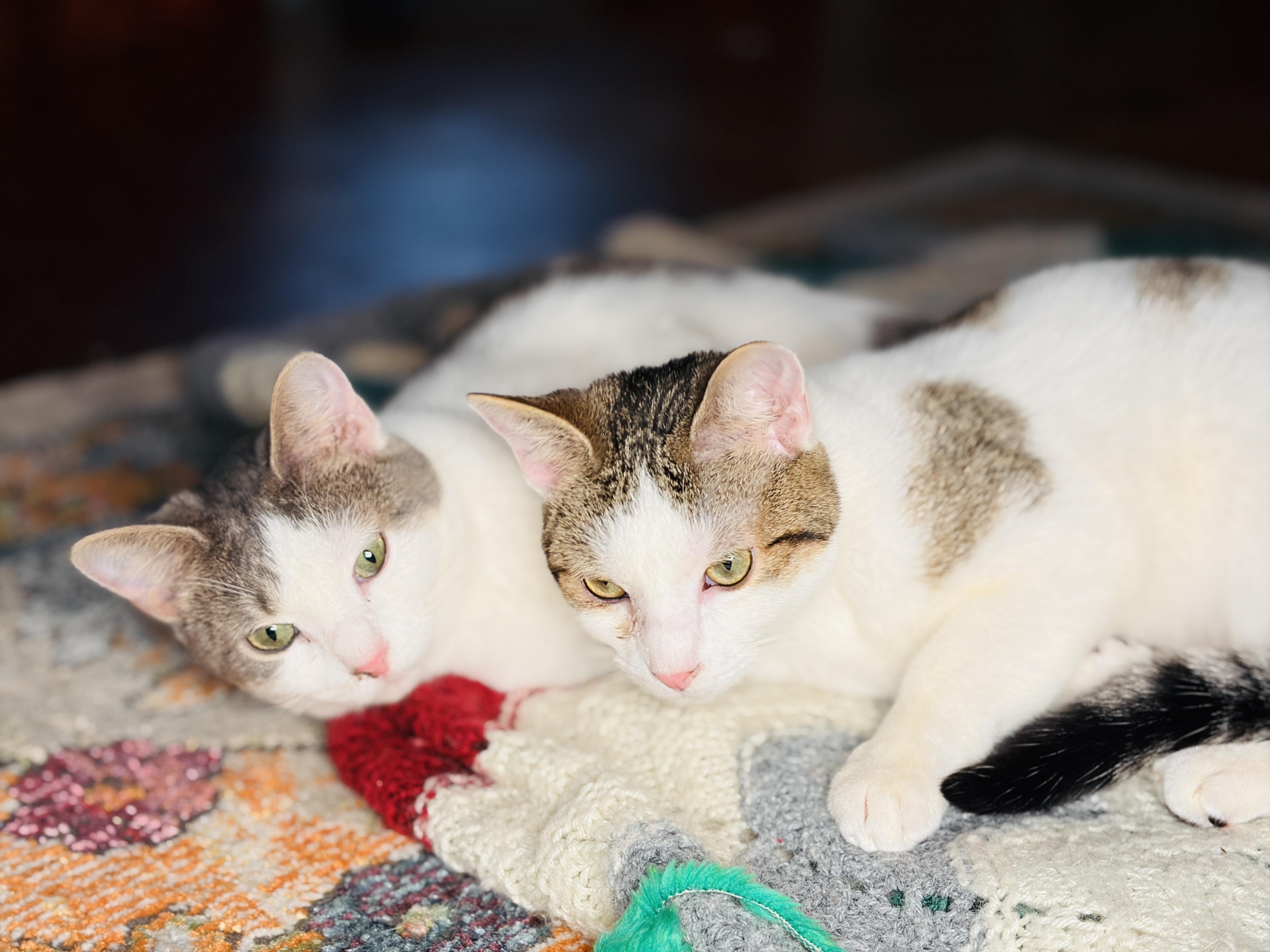 Tipsy & Dizzy (moderate CH), adopted, Young Female Domestic Short Hair.