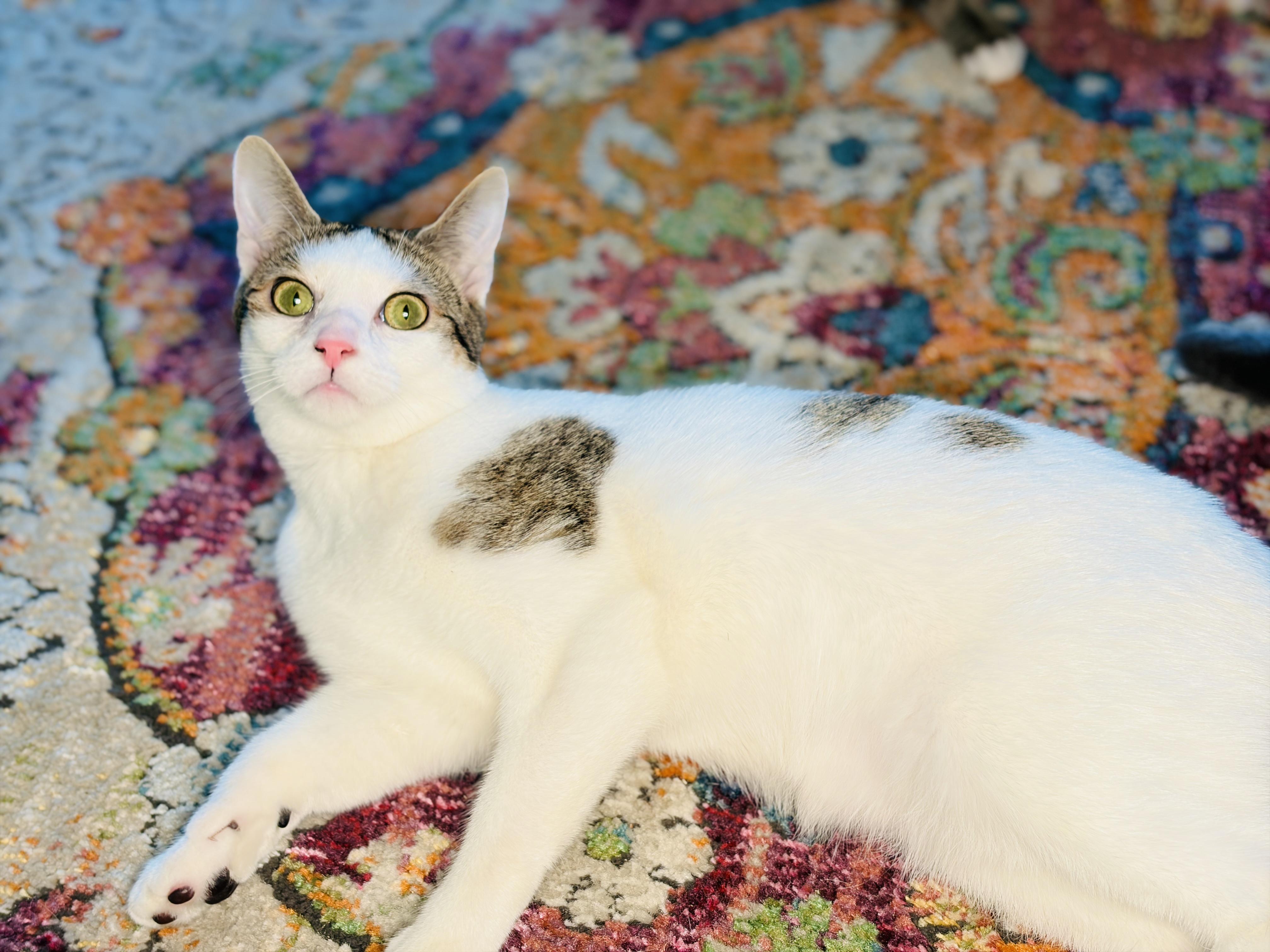 Enlarge Tipsy & Dizzy (moderate CH), an adopted Domestic Short Hair in Hagerstown , MD image 5/6