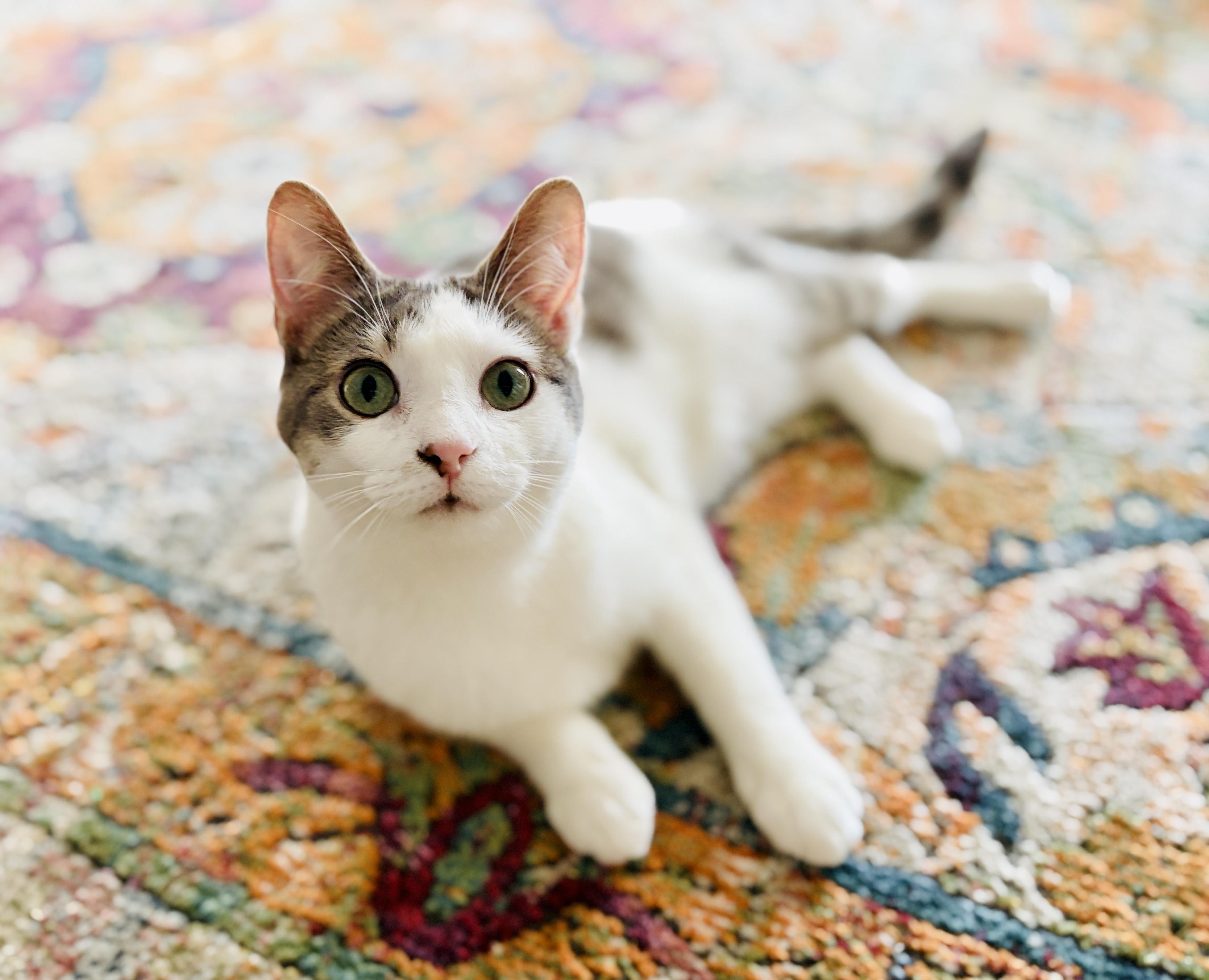 Enlarge Tipsy & Dizzy (moderate CH), an adopted Domestic Short Hair in Hagerstown , MD image 6/6