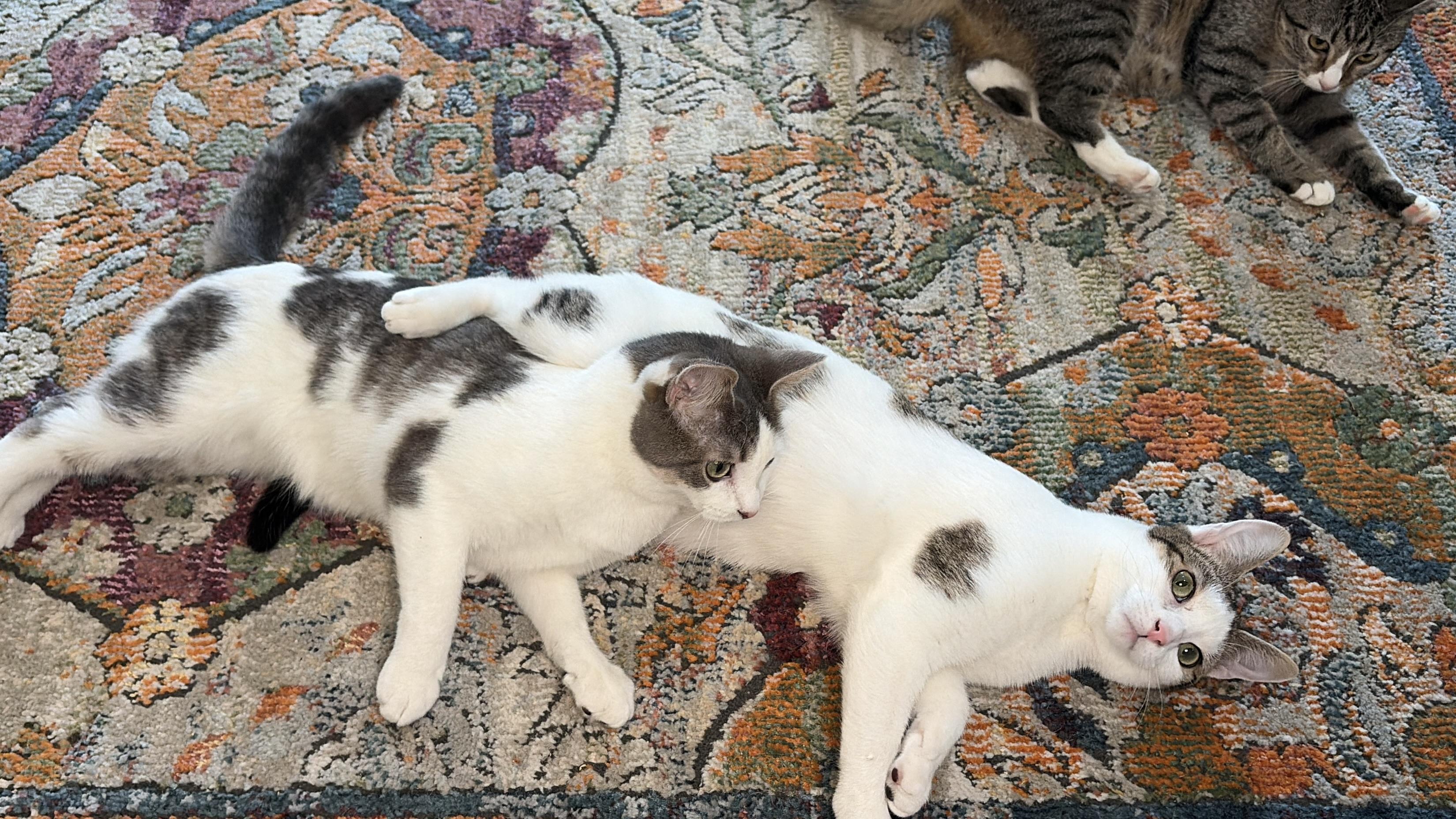 Enlarge Tipsy & Dizzy (moderate CH), an adopted Domestic Short Hair in Hagerstown , MD image 4/6