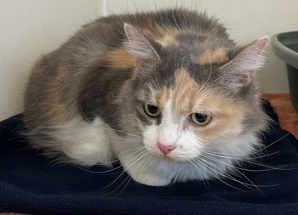 Enlarge Charlotte 51412, a Adoptable Domestic Long Hair in Petaluma, CA image 1/1