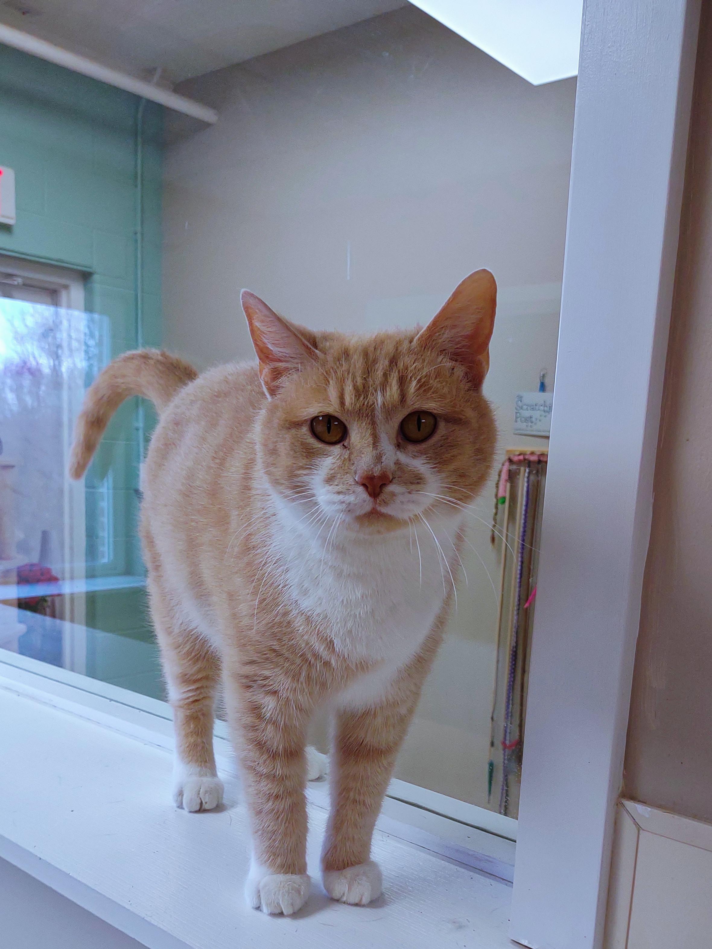 Enlarge Valentino, an adopted mixed breed in Urbana, OH image 5/6