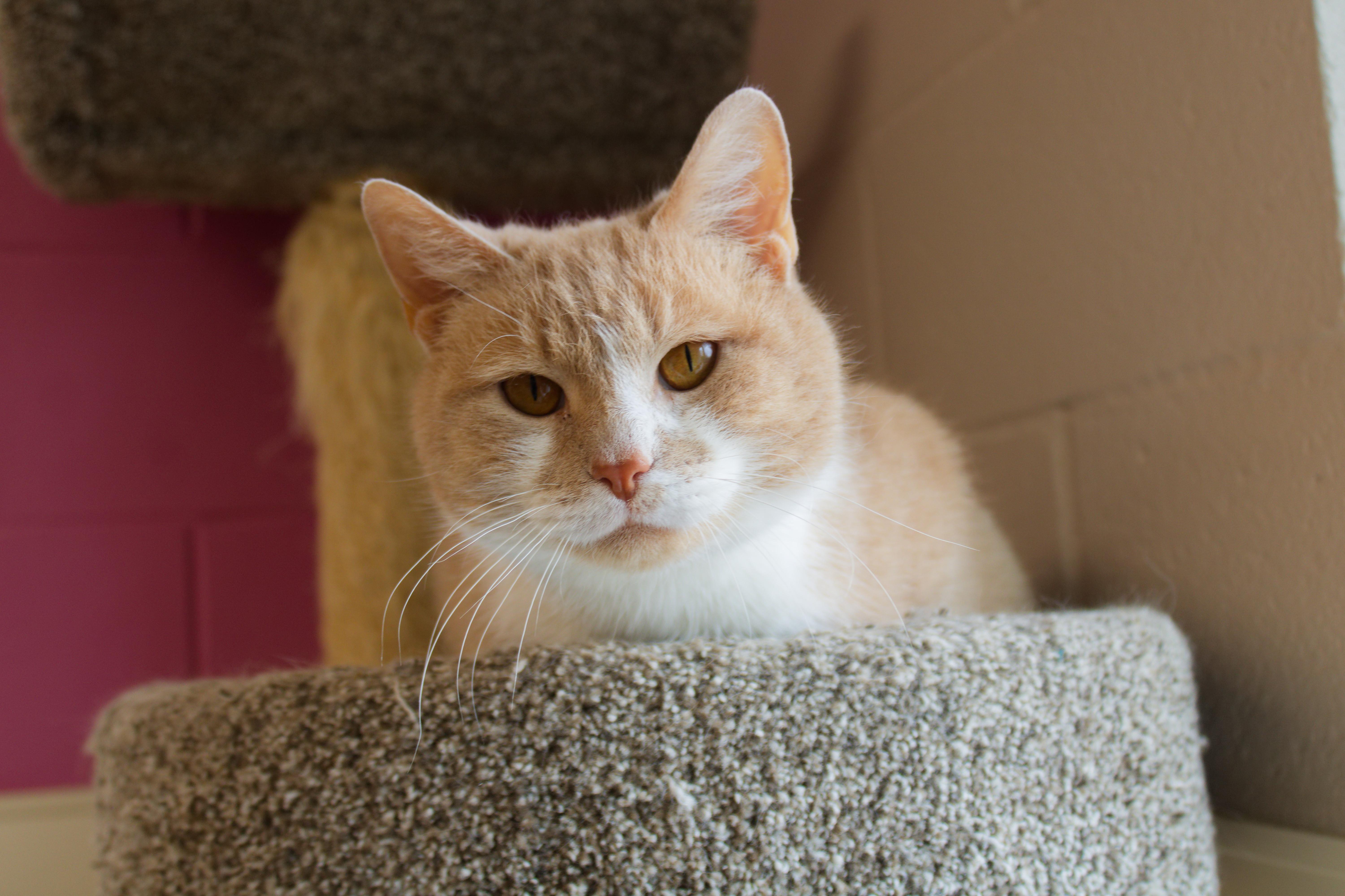 Enlarge Valentino, an adopted mixed breed in Urbana, OH image 3/6