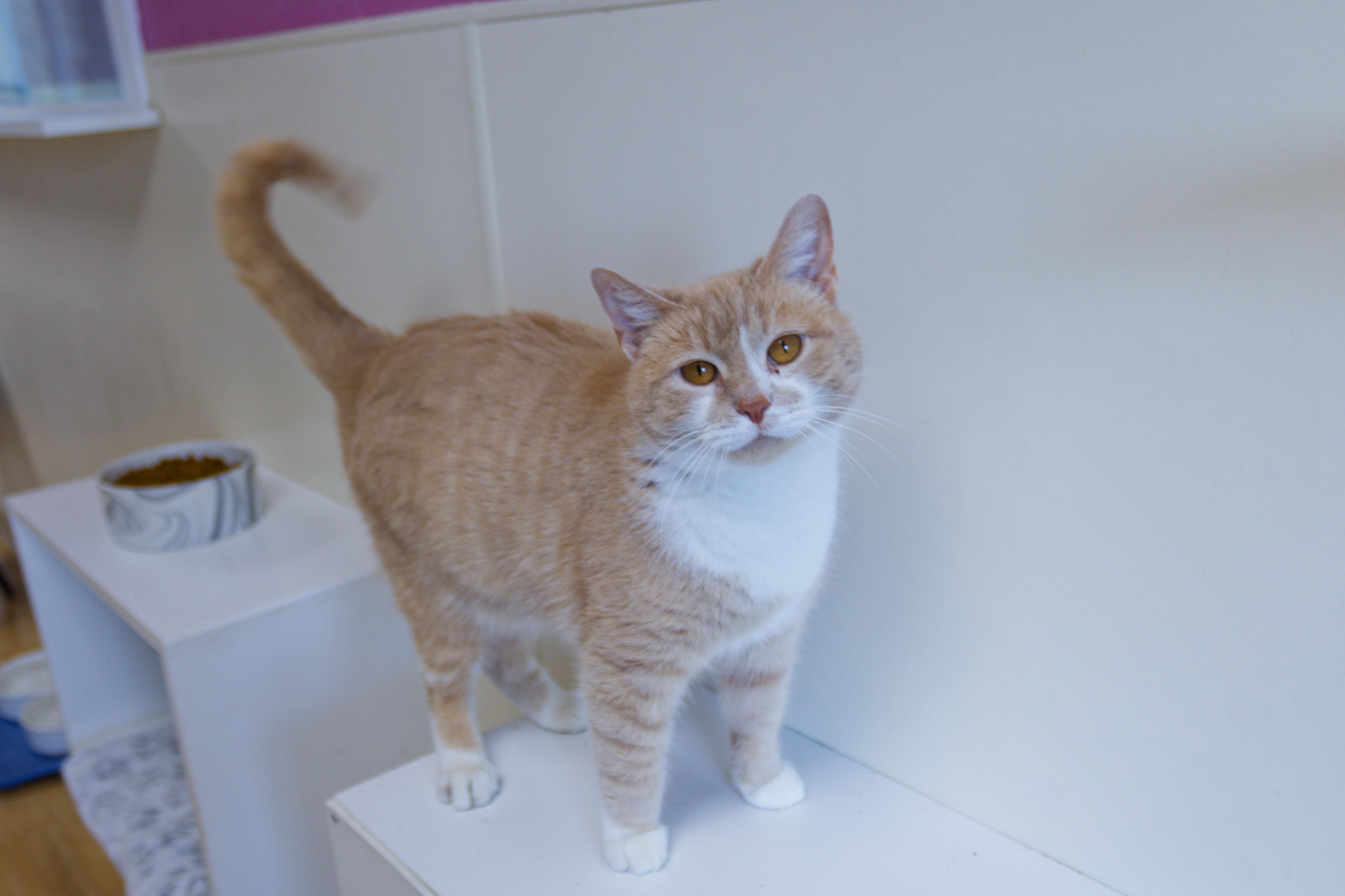 Enlarge Valentino, an adopted mixed breed in Urbana, OH image 2/6