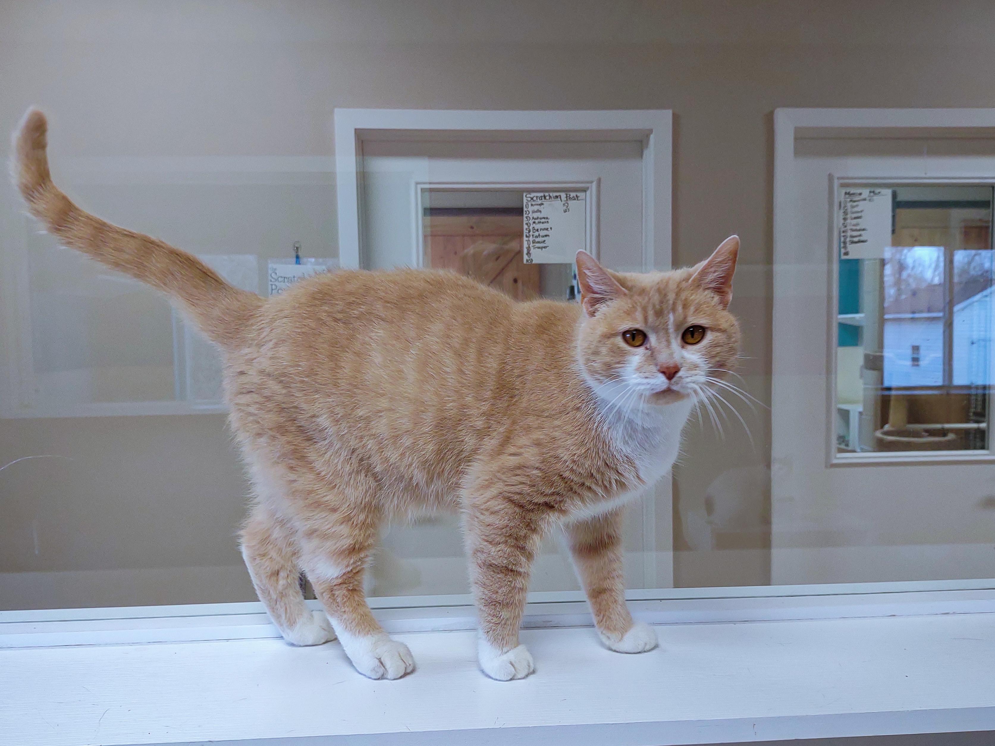 Valentino, adopted, Adult Male American Shorthair & British Shorthair.