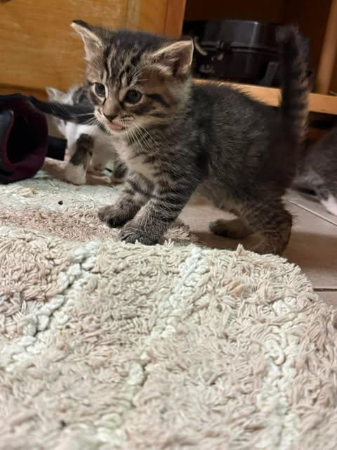 Enlarge Helm, an adopted Domestic Medium Hair in Norwich, CT image 5/6