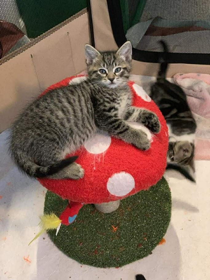 Enlarge Helm, an adopted Domestic Medium Hair in Norwich, CT image 3/6