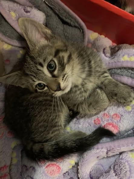 Enlarge Helm, an adopted Domestic Medium Hair in Norwich, CT image 6/6