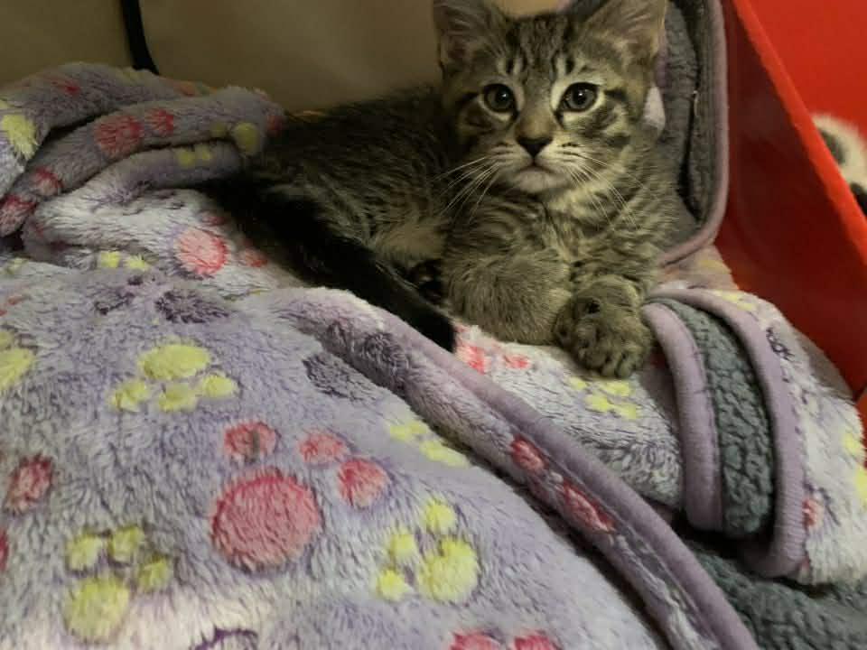 Enlarge Helm, an adopted Domestic Medium Hair in Norwich, CT image 4/6