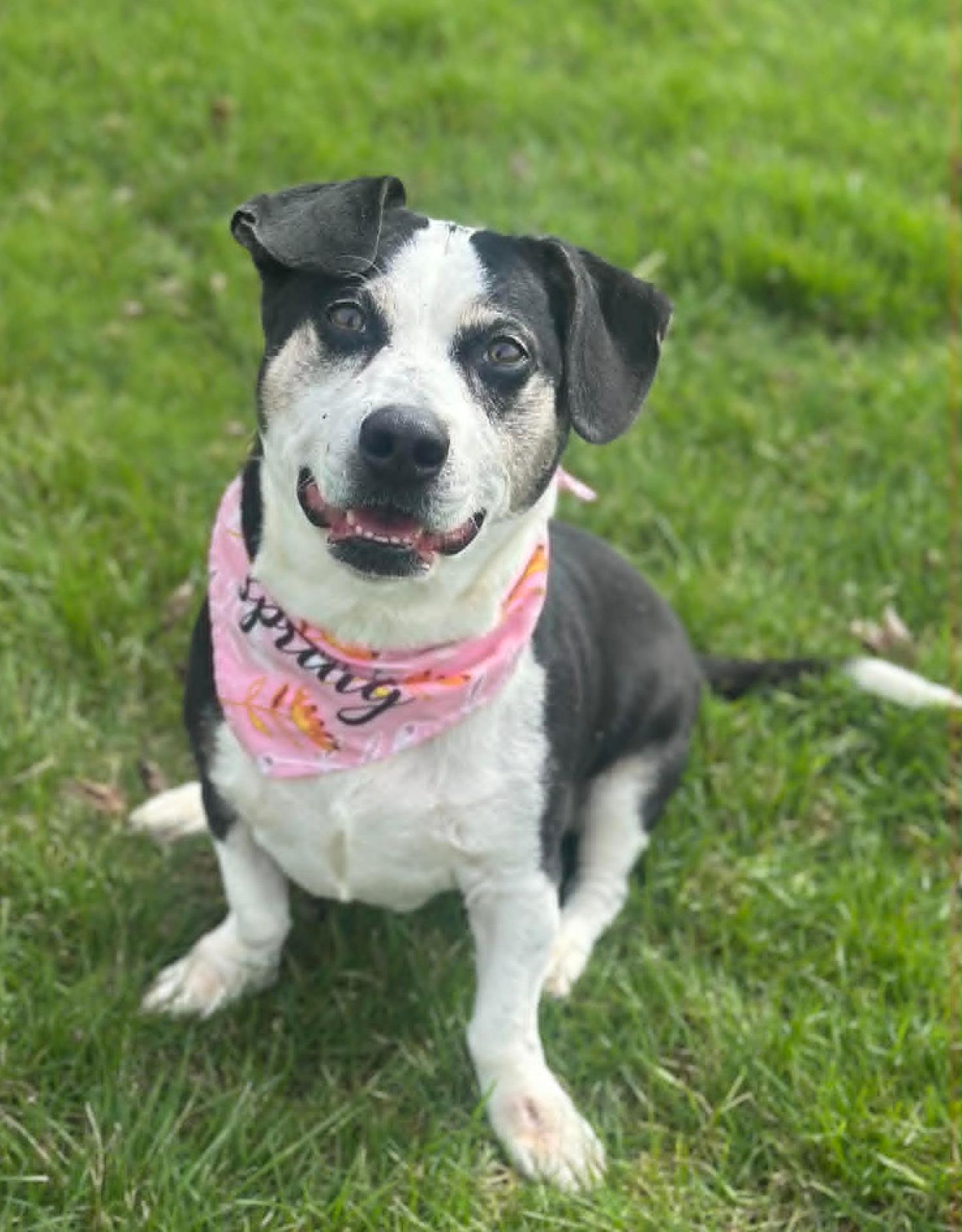 Posey, ADOPTABLE, Adult Female Beagle & Basset Hound.