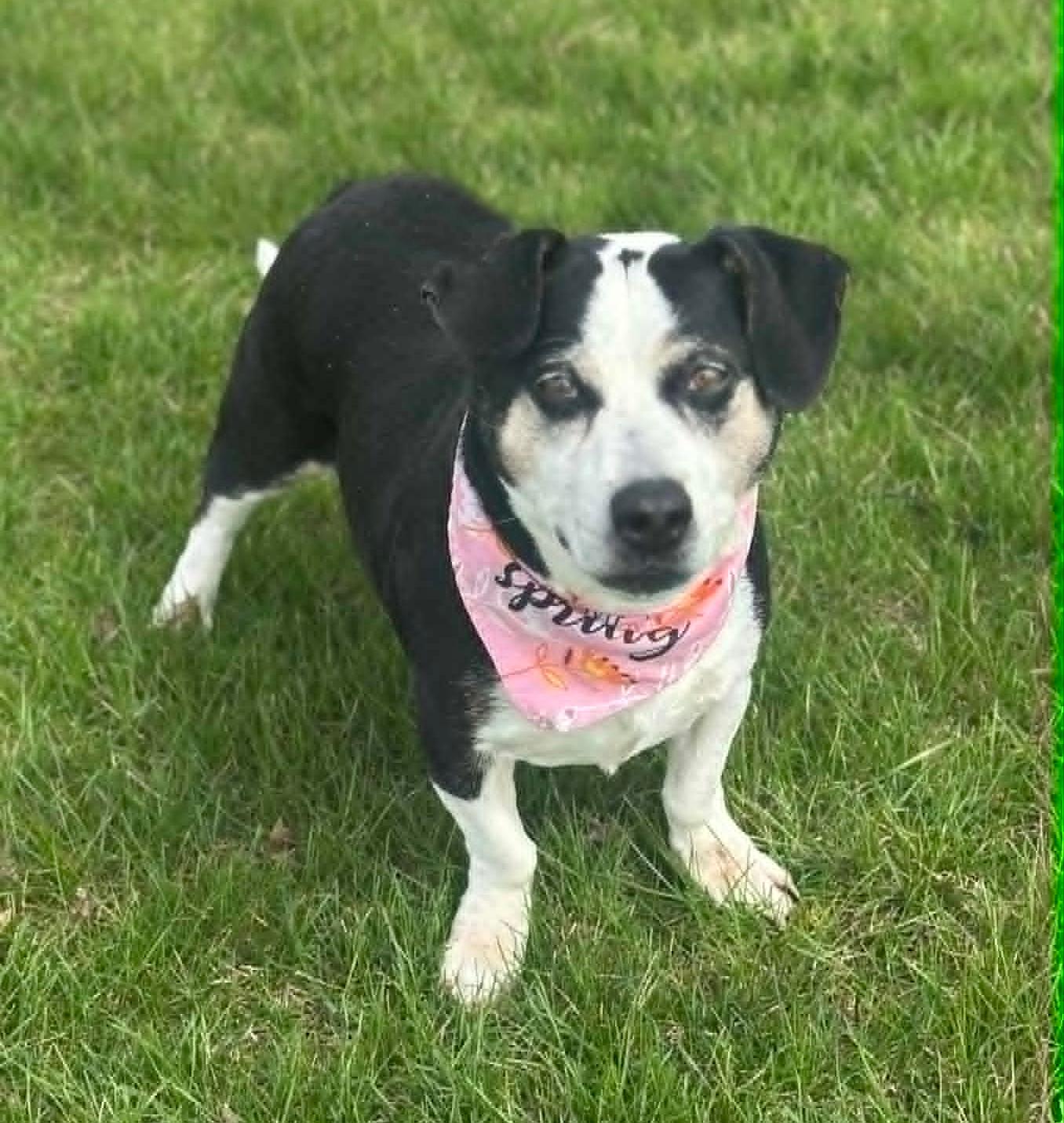 Enlarge Posey, a ADOPTABLE mixed breed in Wapakoneta, OH image 4/4