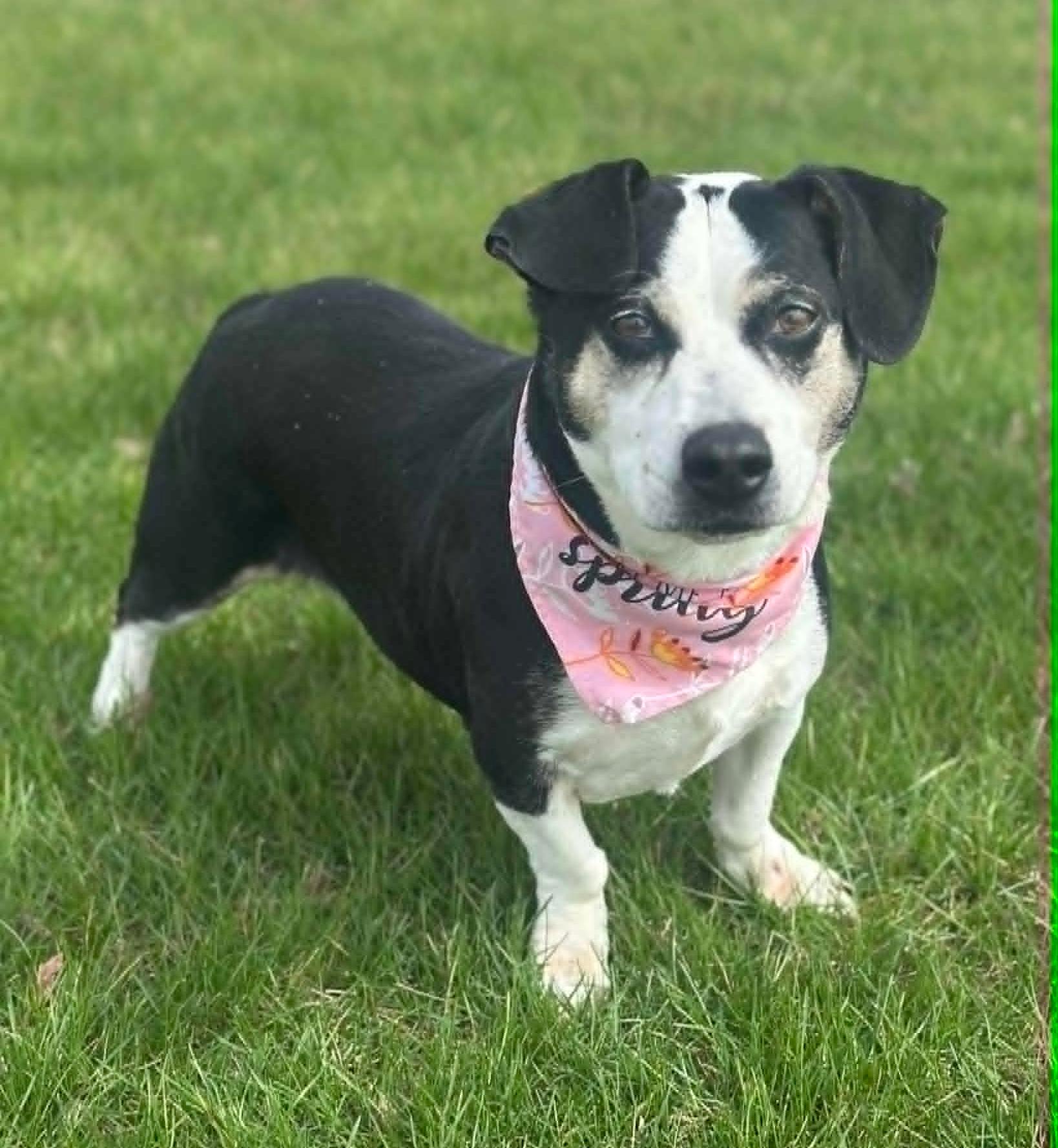 Enlarge Posey, a ADOPTABLE mixed breed in Wapakoneta, OH image 3/4