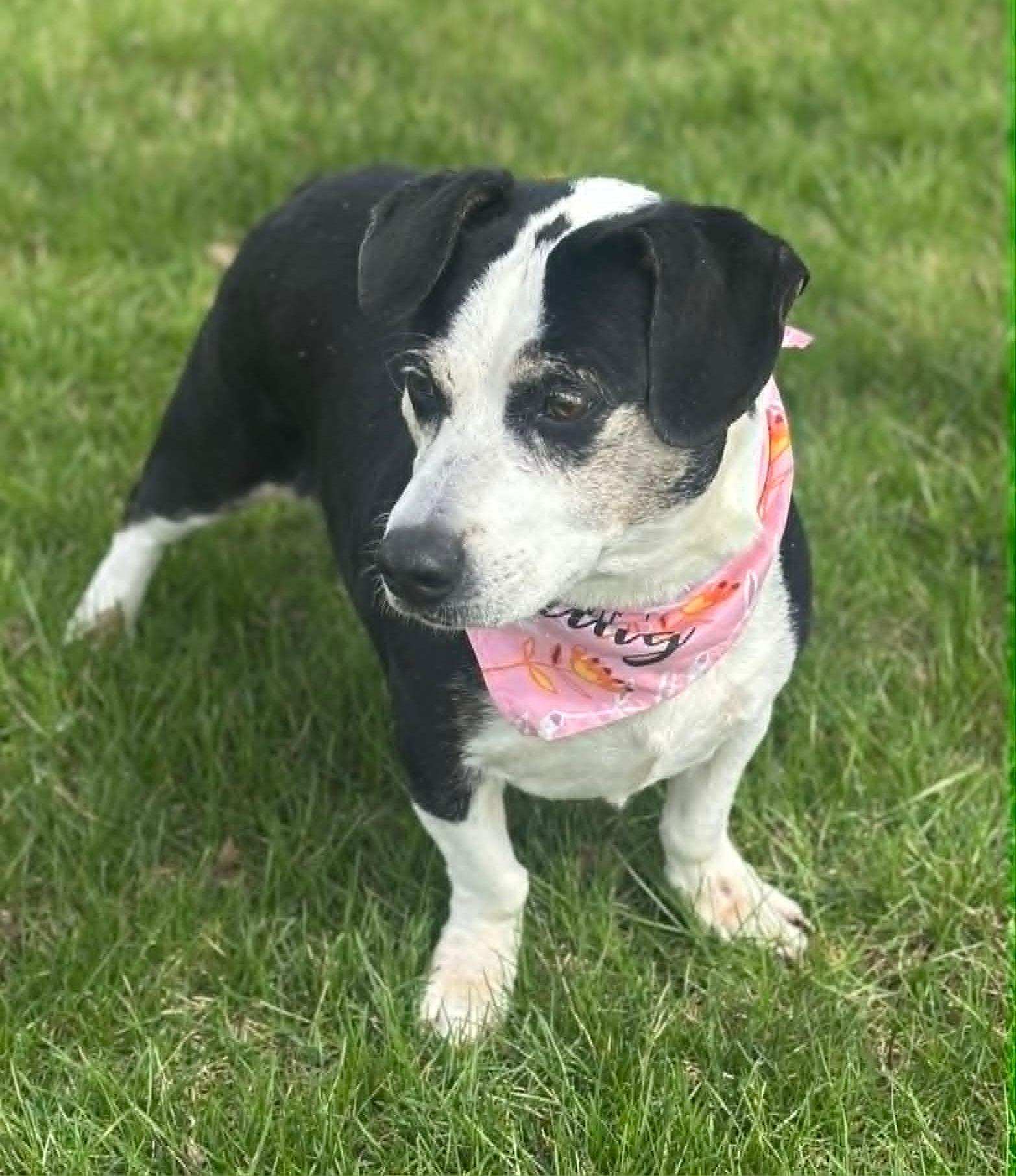 Enlarge Posey, a ADOPTABLE mixed breed in Wapakoneta, OH image 2/4