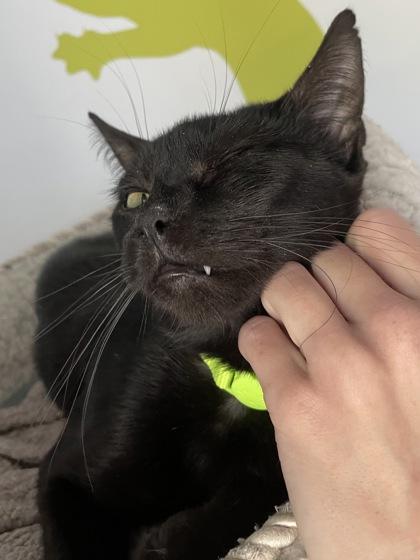 Countess Chocula, Adoptable, Adult Female Domestic Short Hair & Domestic Short Hair.