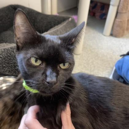 Enlarge Countess Chocula, a Adoptable mixed breed in Madison, WI image 2/3