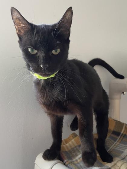 Enlarge Countess Chocula, a Adoptable mixed breed in Madison, WI image 3/3