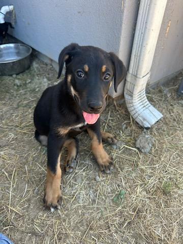 Willow, a Adoptable Mixed Breed in San Jose, CA image 1/3