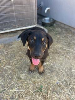 Willow, a Adoptable Mixed Breed in San Jose, CA image 2/3