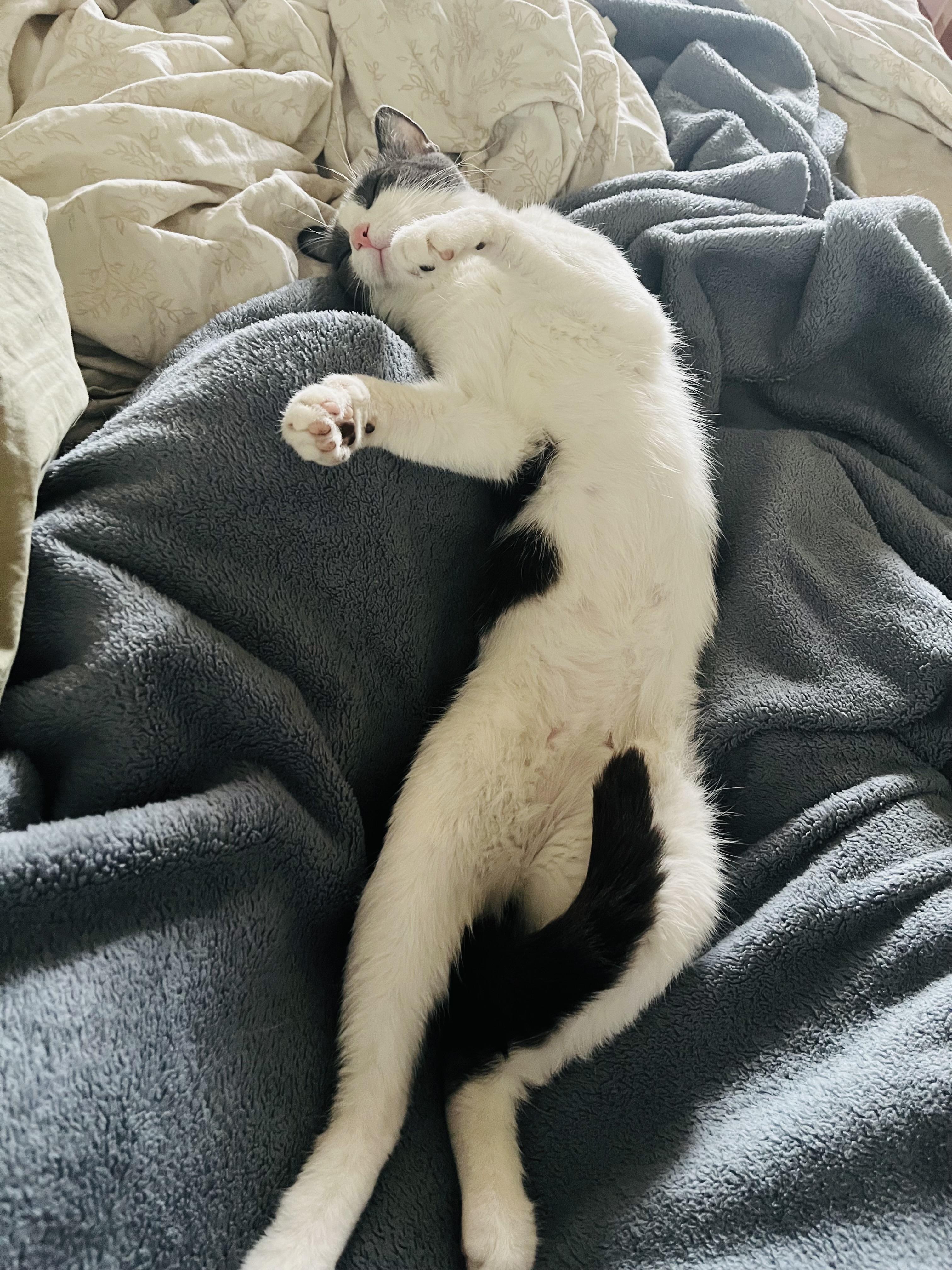 Enlarge Baby Ruth, a Adoptable Domestic Short Hair in Brooklyn, NY image 1/6