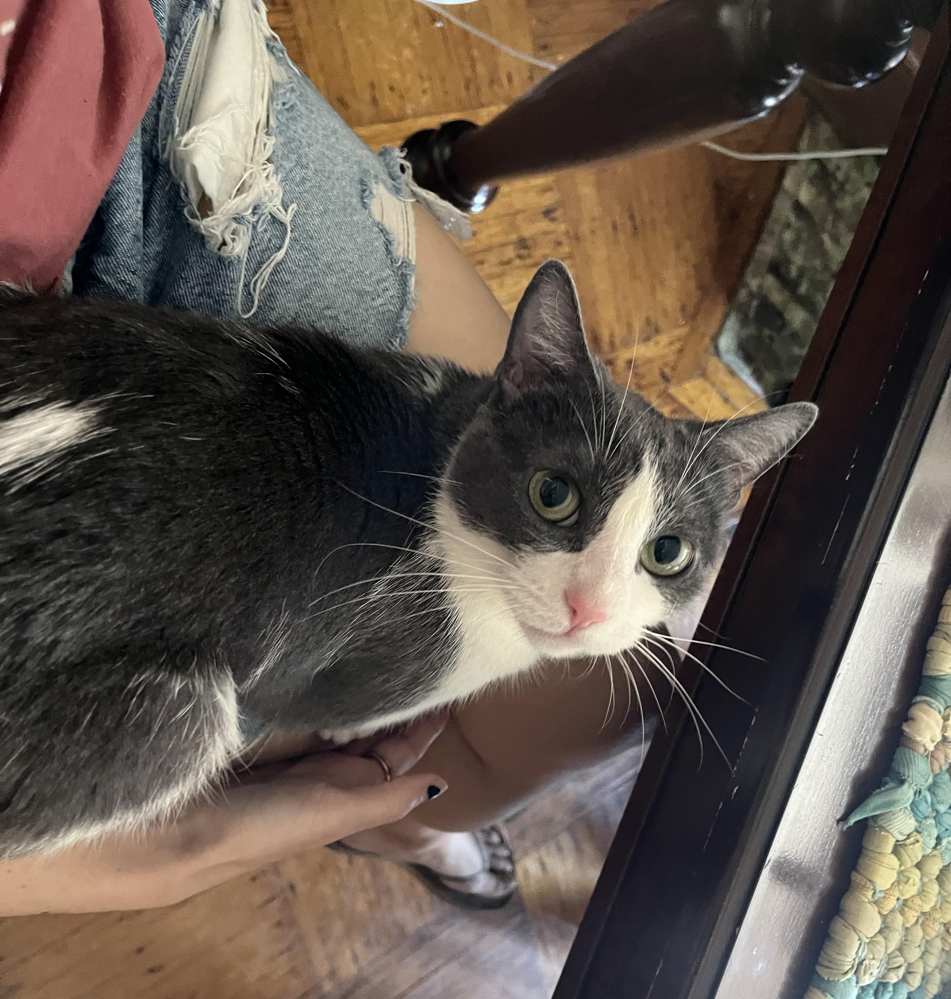 Enlarge Baby Ruth, a Adoptable Domestic Short Hair in Brooklyn, NY image 2/6