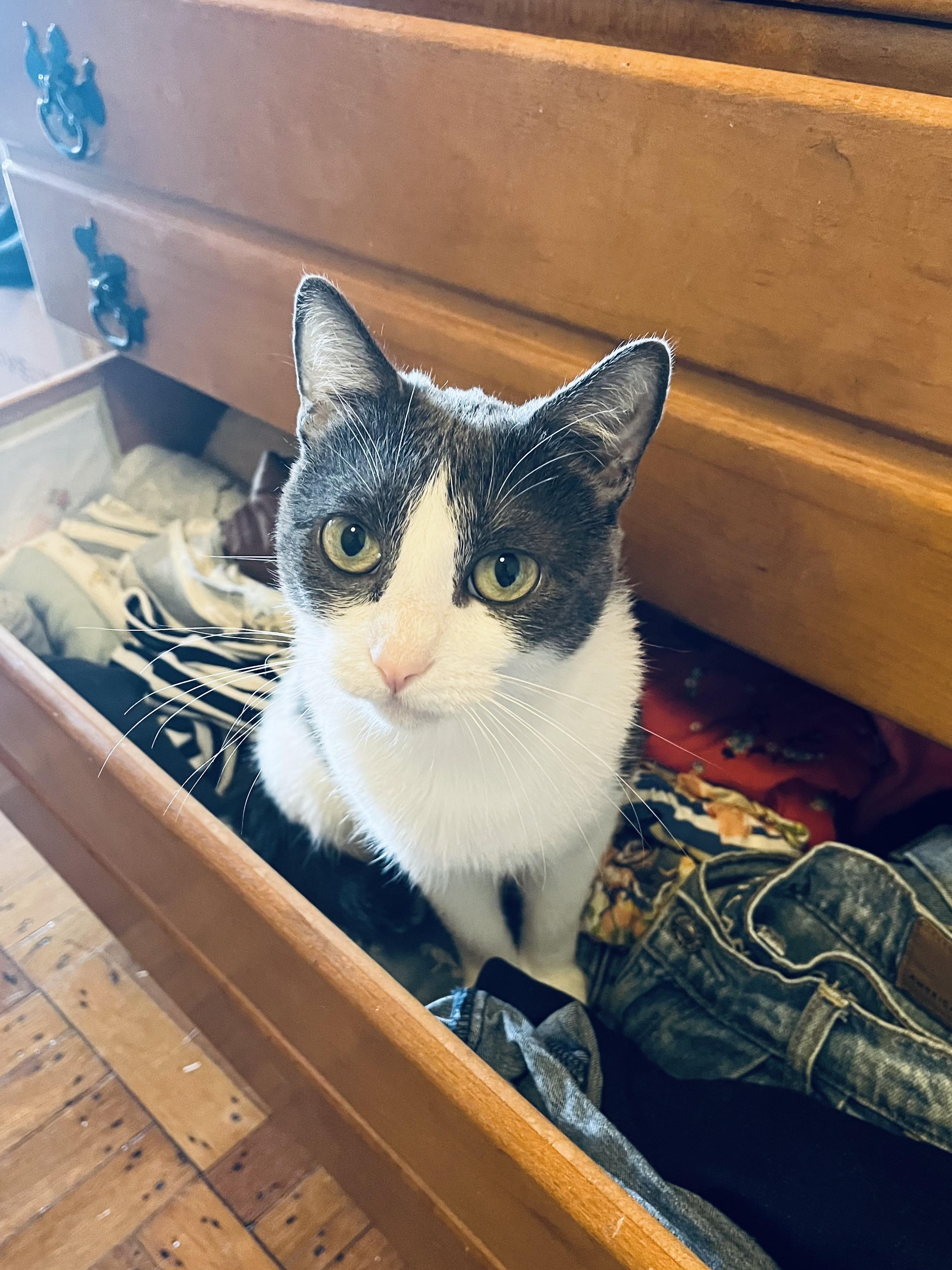 Enlarge Baby Ruth, a Adoptable Domestic Short Hair in Brooklyn, NY image 3/6