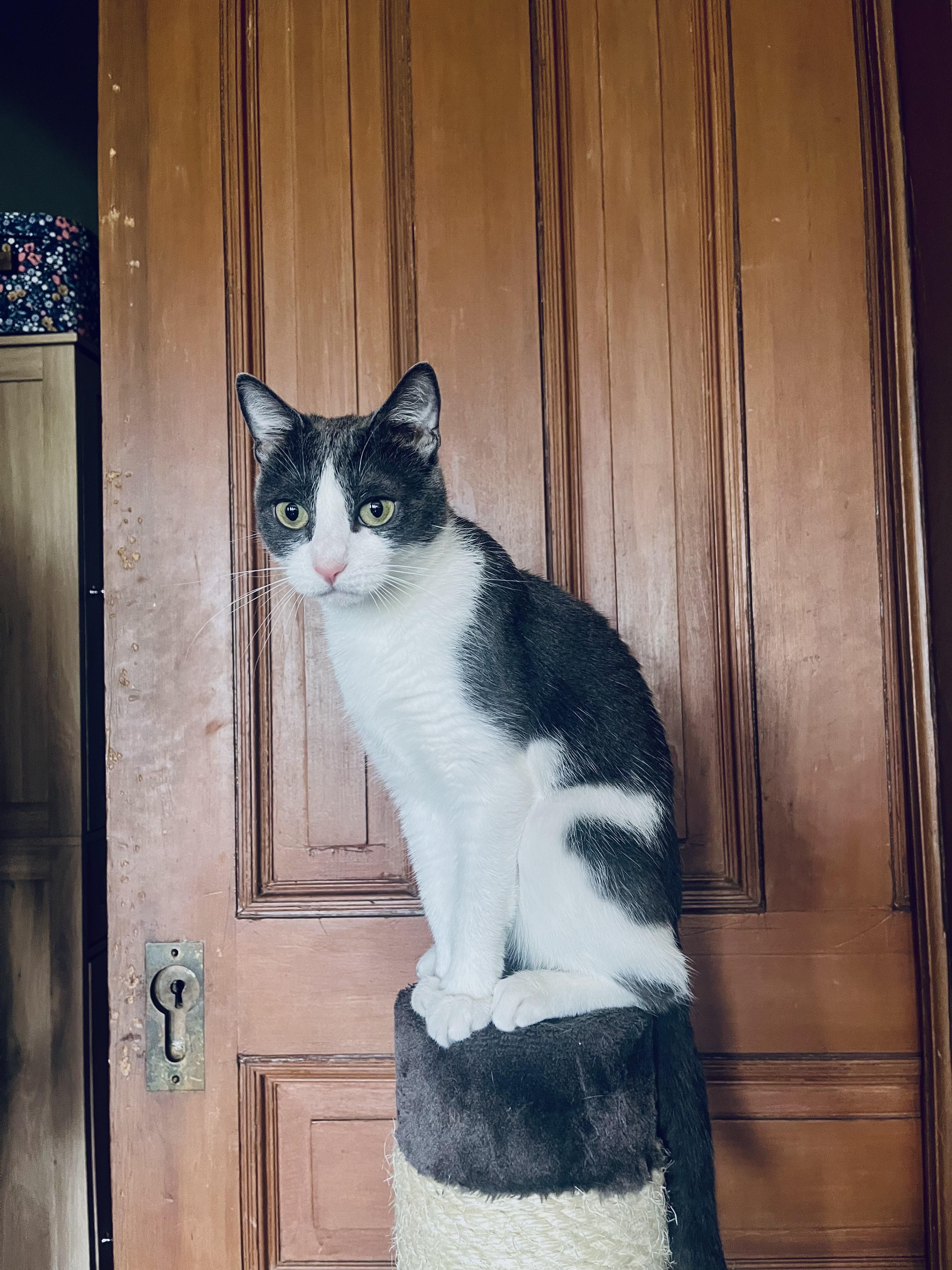 Baby Ruth, Adoptable, Adult Female Domestic Short Hair.