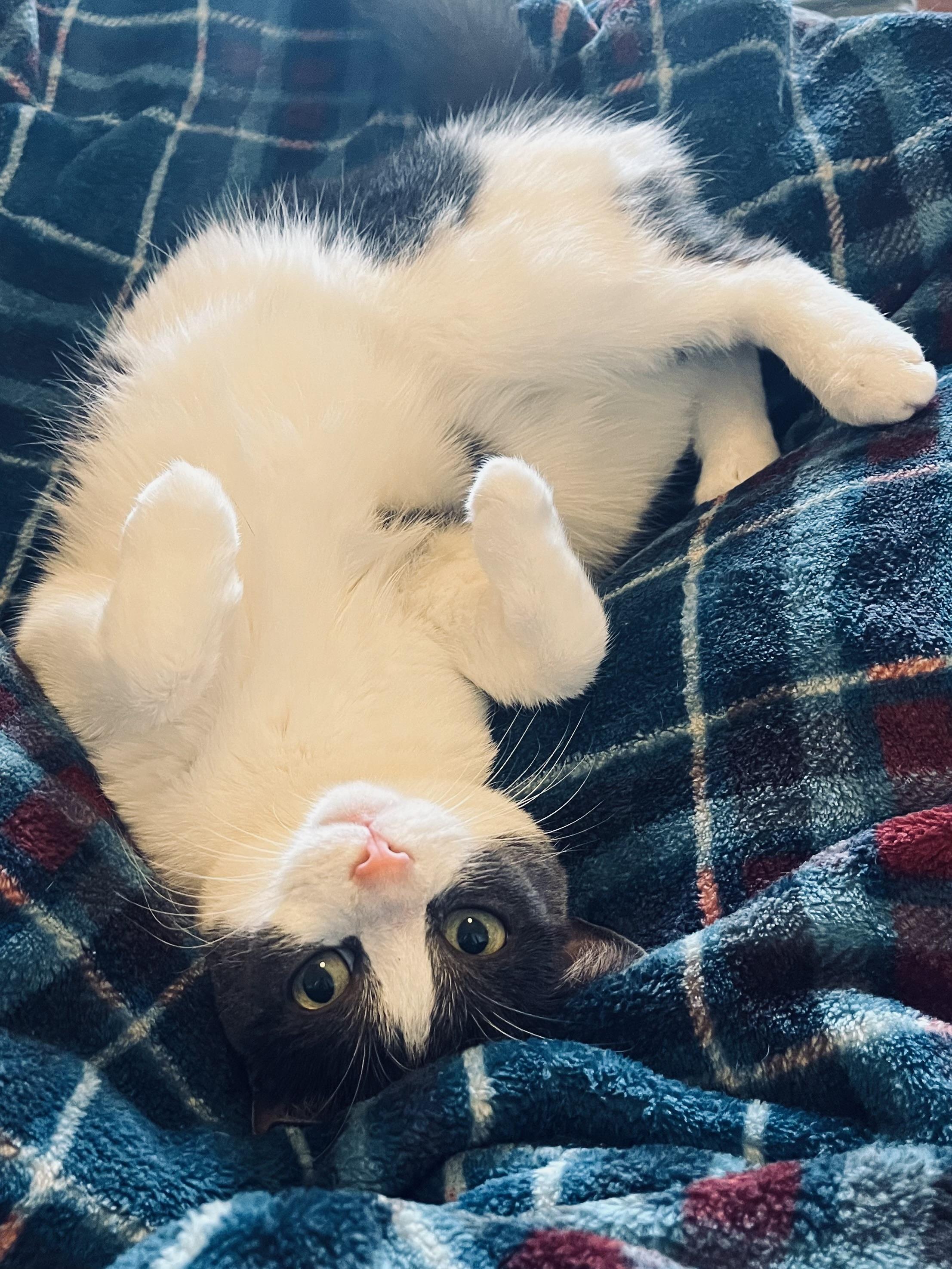 Enlarge Baby Ruth, a Adoptable Domestic Short Hair in Brooklyn, NY image 2/6