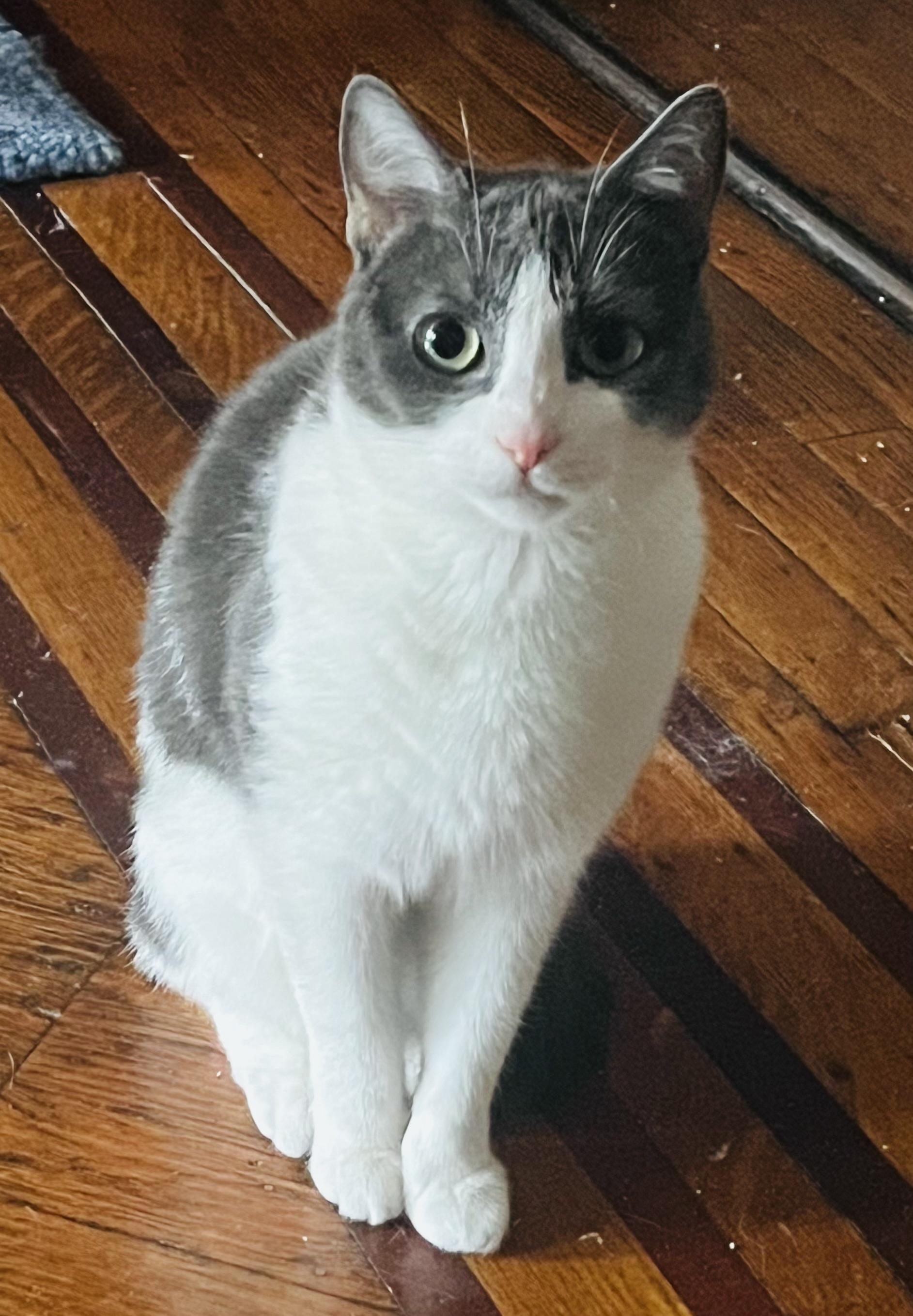 Enlarge Baby Ruth, a Adoptable Domestic Short Hair in Brooklyn, NY image 5/6