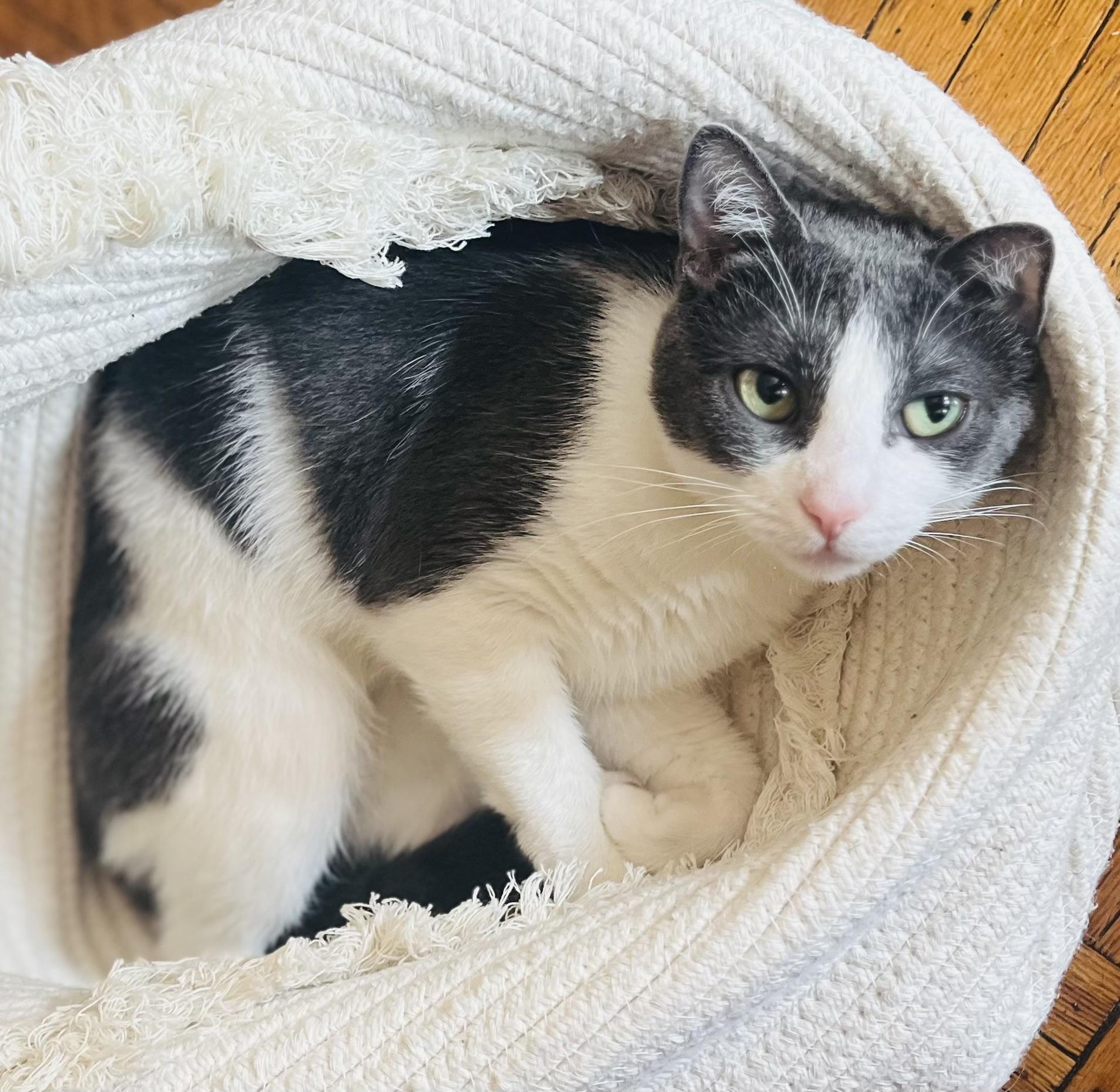 Enlarge Baby Ruth, a Adoptable Domestic Short Hair in Brooklyn, NY image 6/6