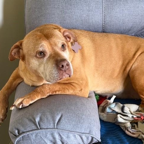 Enlarge Angel, a Adoptable mixed breed in Boca Raton, FL image 2/2