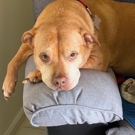 Angel, Adoptable, Senior Female Pit Bull Terrier & Labrador Retriever.
