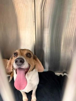 Bagel, Adoptable, Senior Male Beagle & Mixed Breed.