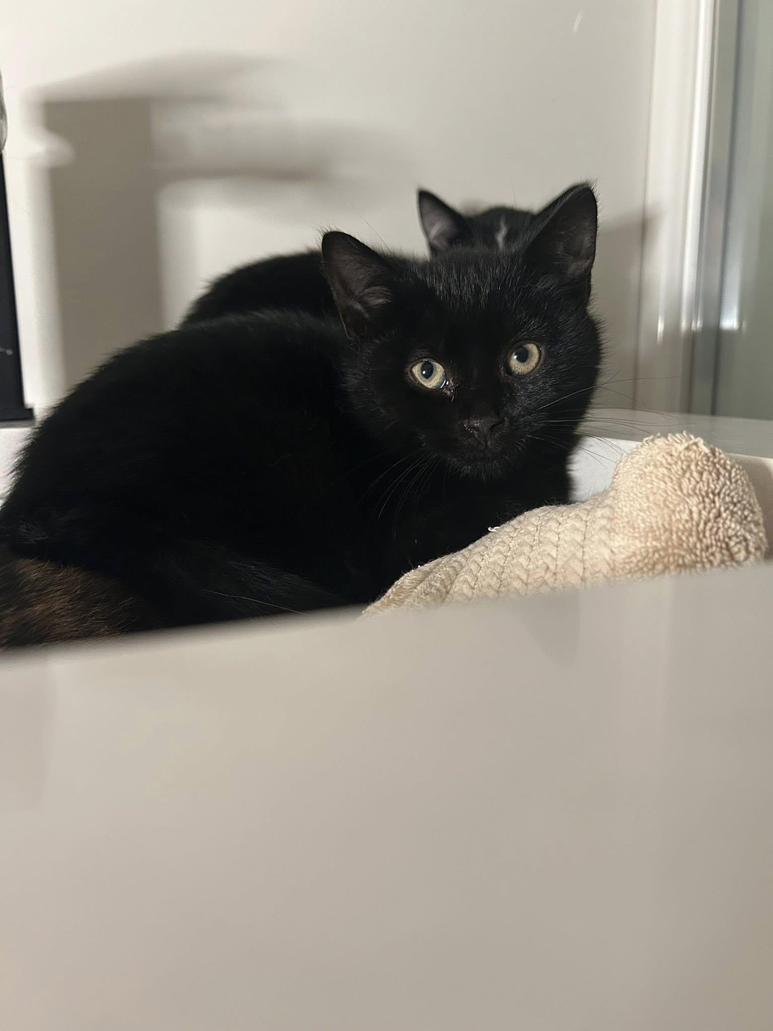 Enlarge Marble, a Adoptable Domestic Short Hair in Orleans, ON image 1/3