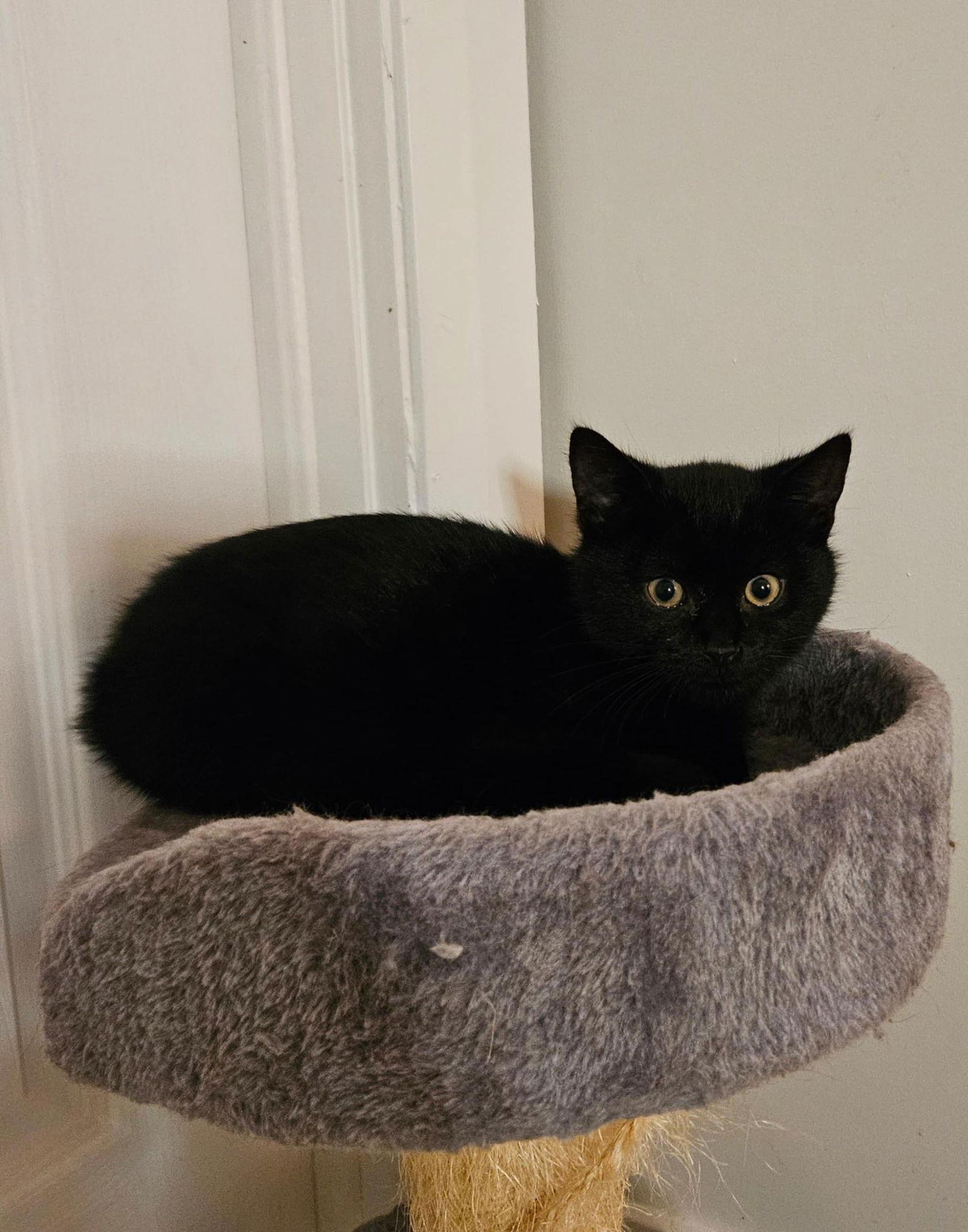 Enlarge Marble, a Adoptable Domestic Short Hair in Orleans, ON image 2/3