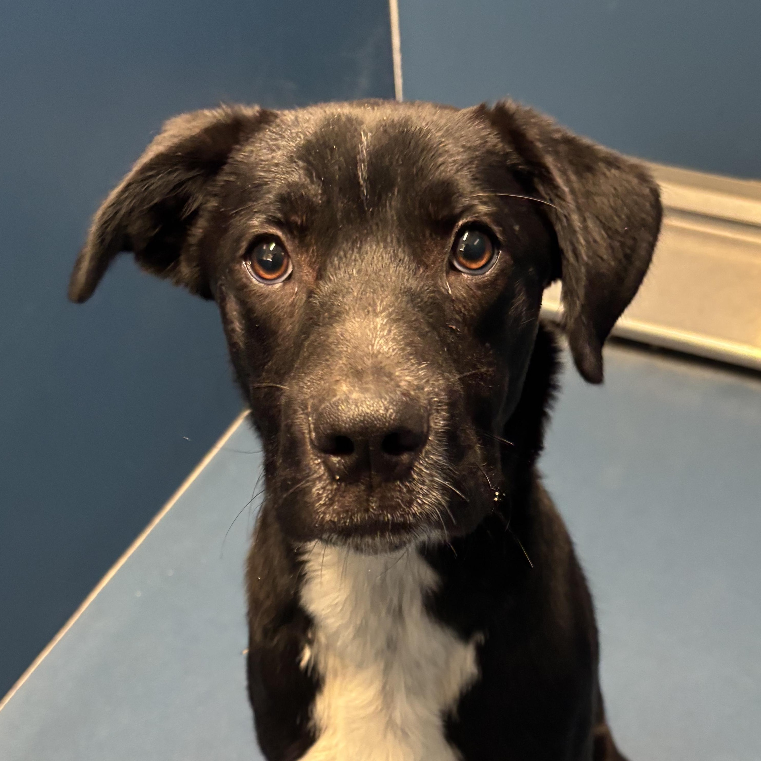 Enlarge Totodile, a ADOPTABLE mixed breed in The Dalles, OR image 2/4