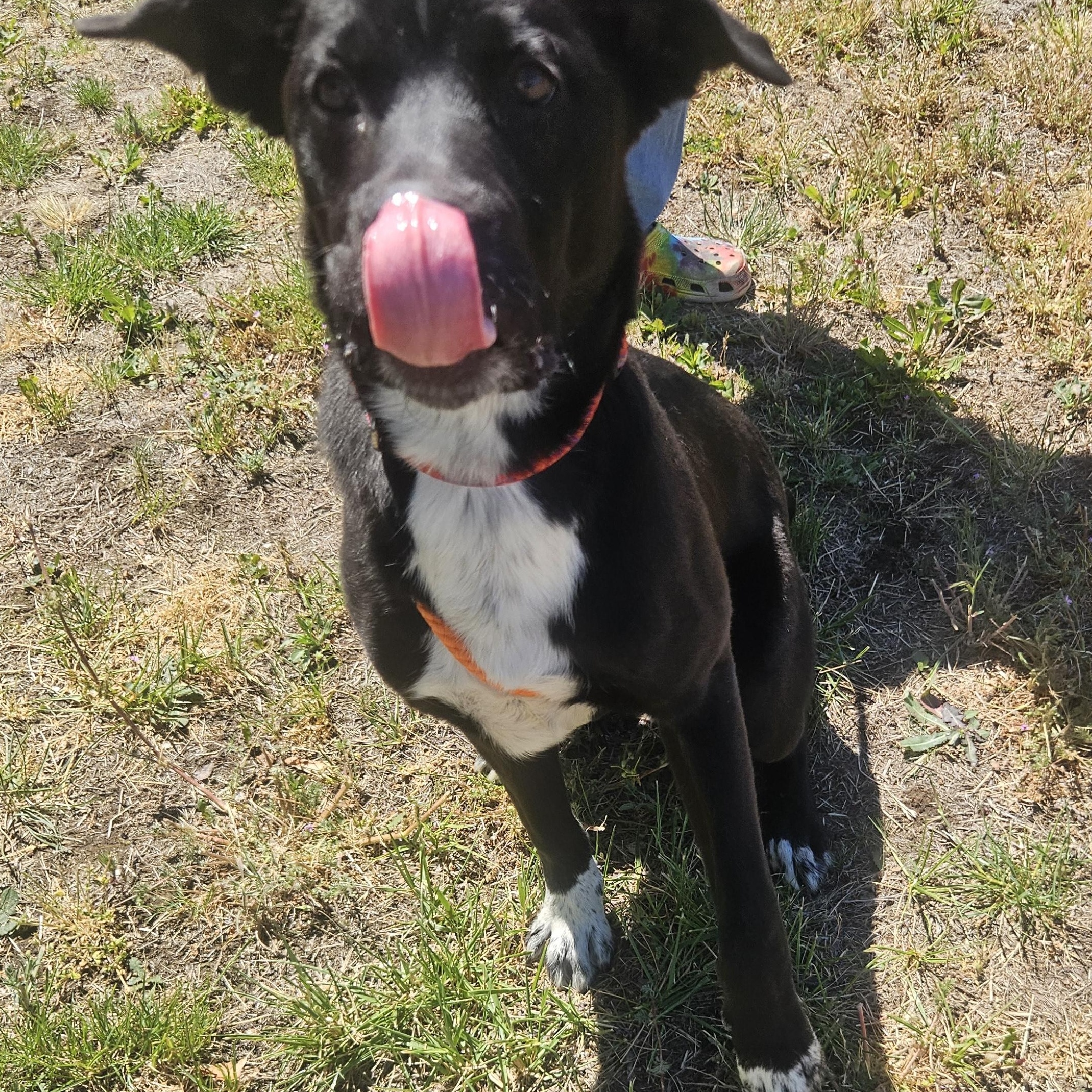 Enlarge Totodile, a ADOPTABLE mixed breed in The Dalles, OR image 4/4