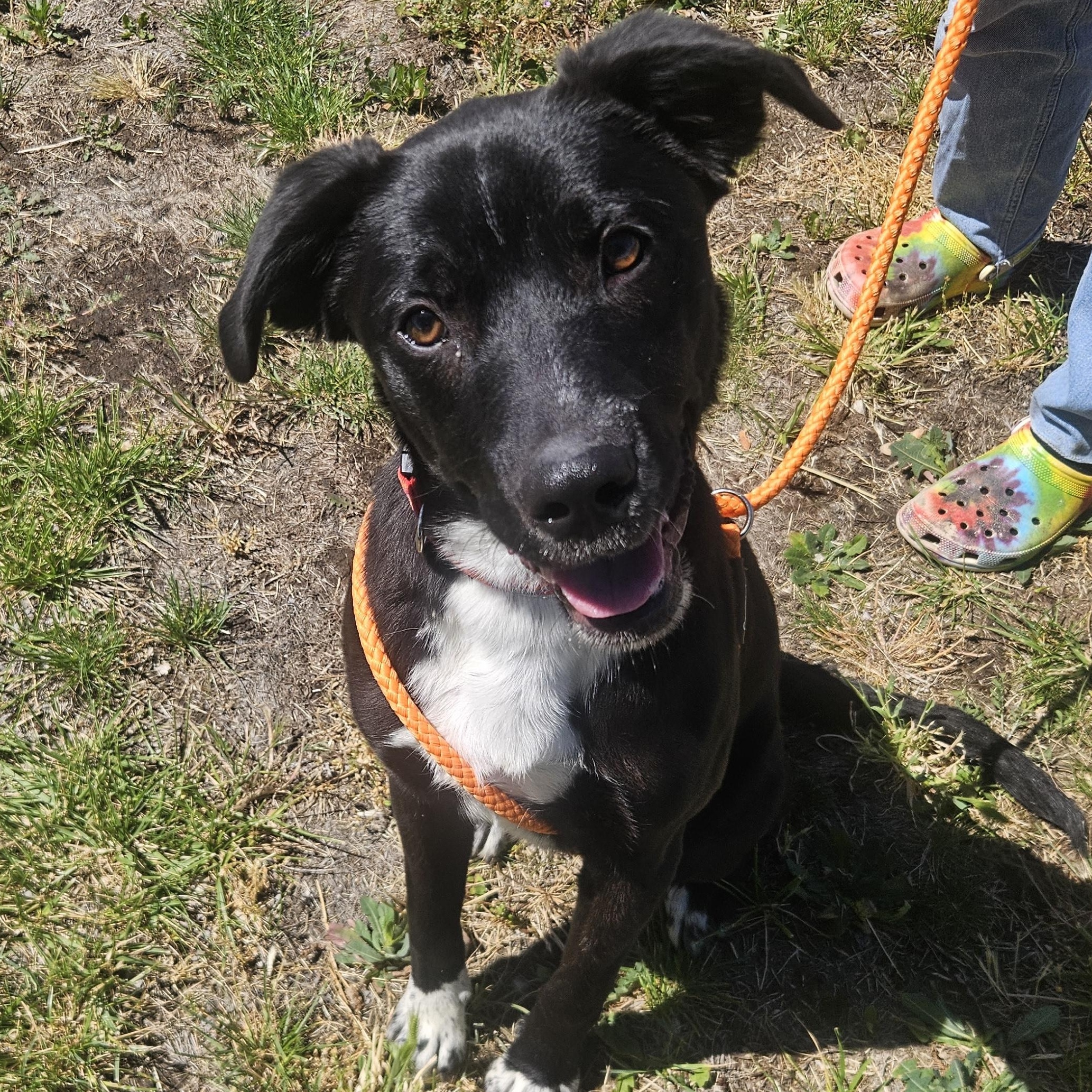 Totodile, ADOPTABLE, Puppy Male Great Pyrenees & Black Labrador Retriever.