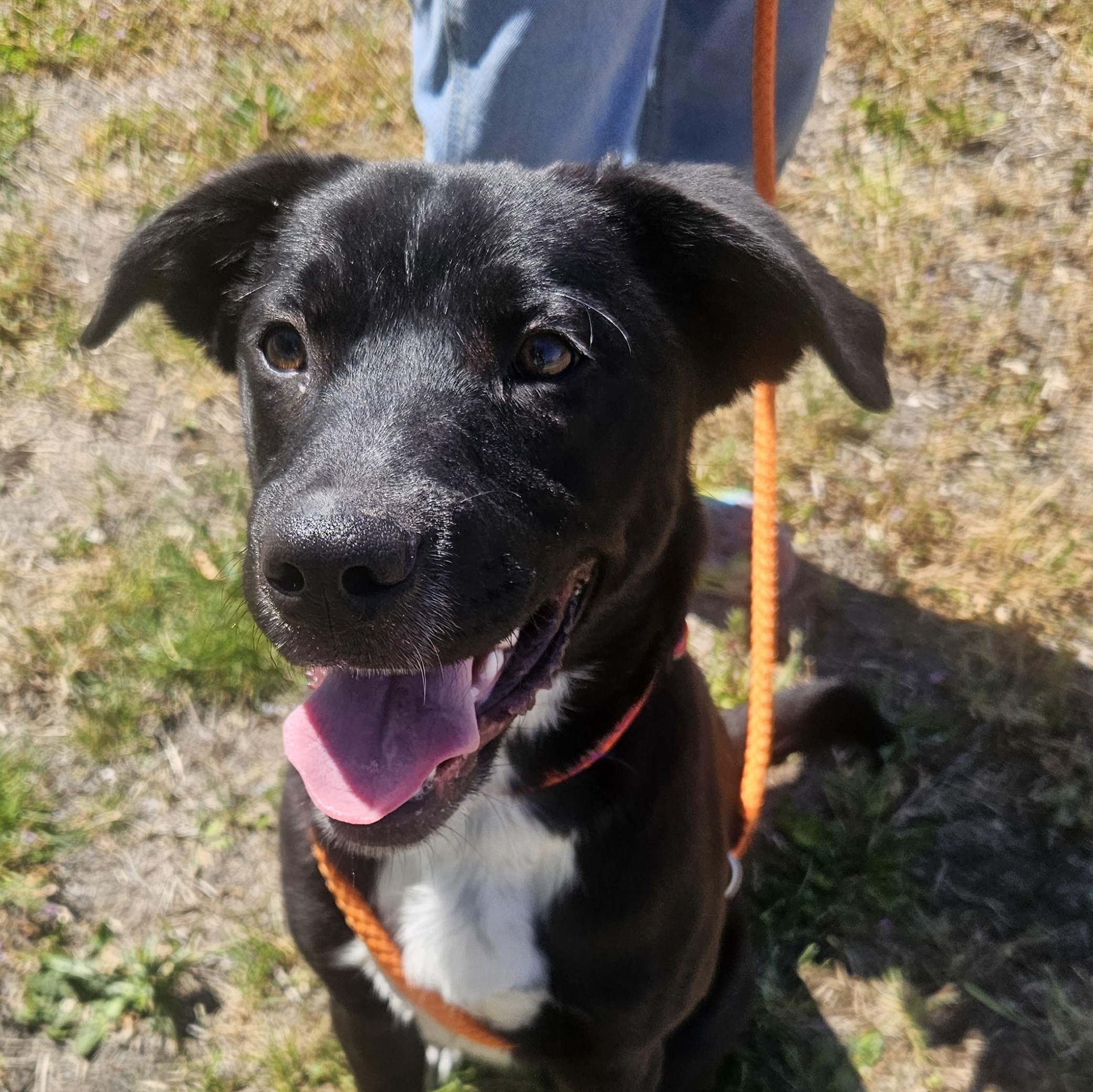 Enlarge Totodile, a ADOPTABLE mixed breed in The Dalles, OR image 3/4